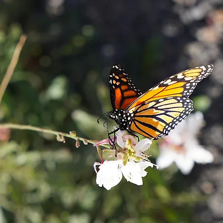 Traumhaftes La Oliva